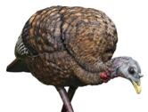 Avian X LCD Feeder Hen Turkey Decoy